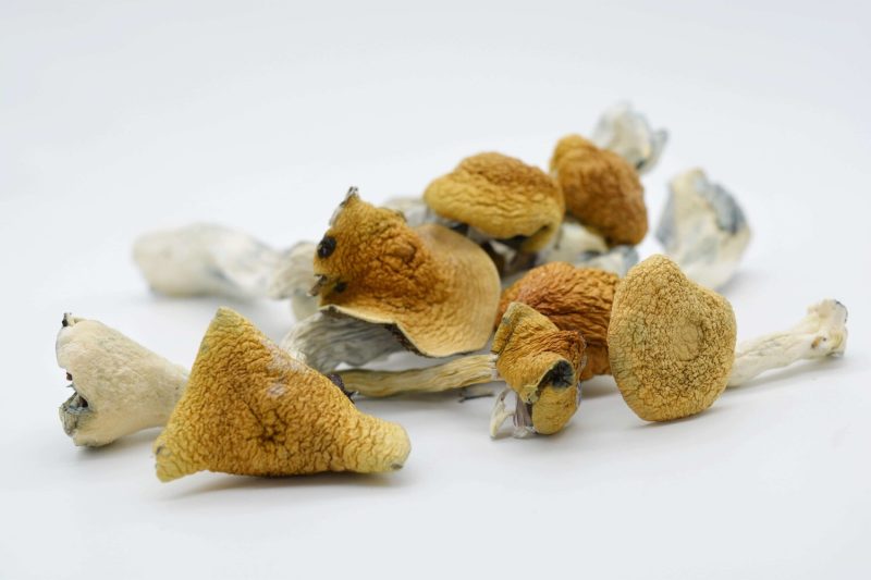 Golden Teacher Magic Mushrooms