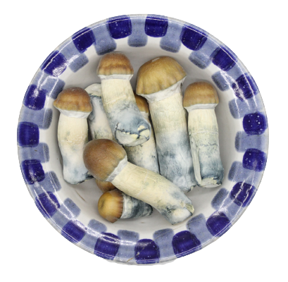 Premium Blue Pulaski Magic Mushrooms