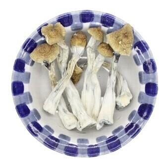 Golden Teacher Magic Mushrooms