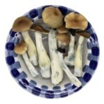 Premium Blue Pulaski Magic Mushrooms