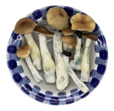 Premium Blue Meanie Magic Mushrooms